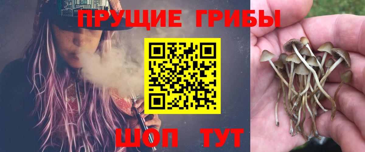 Тосно  Галлюциногенные грибы MAGIC MUSHROOMS  Псилоцибиновые грибы ЛСД  Вход с VPN 